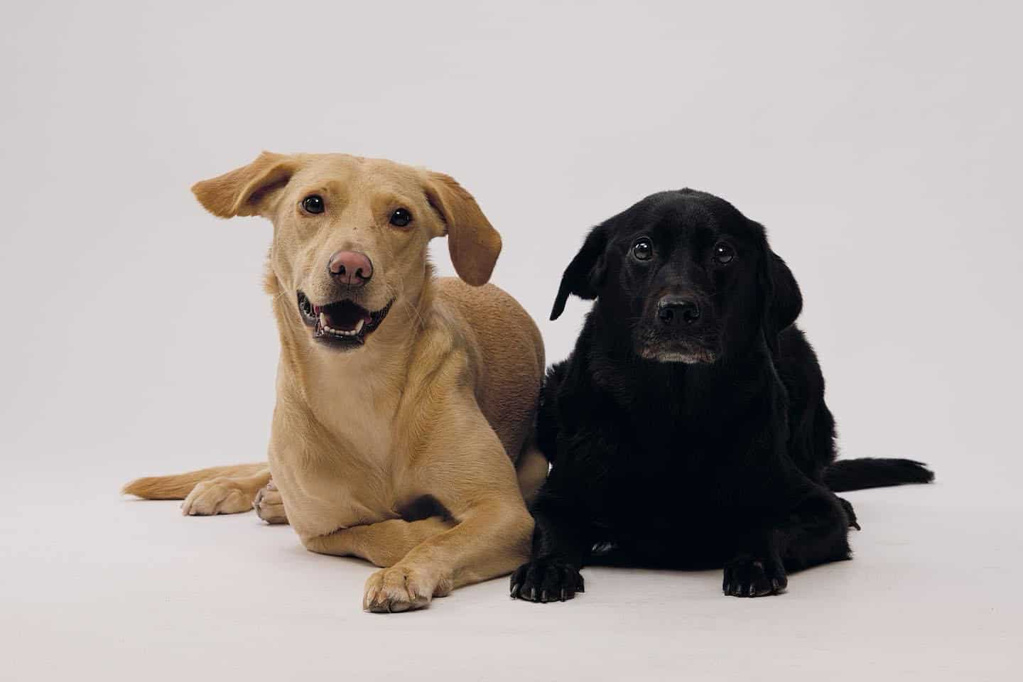 2 hunde